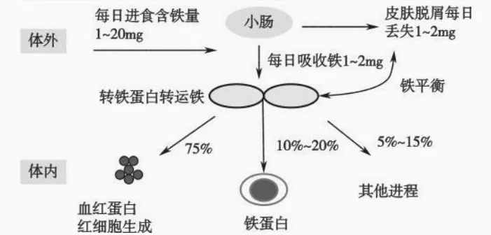 人體成分分析儀：鐵在人體中是怎么分布的，你知道嗎？