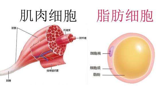 人體成分分析儀：肌肉密度